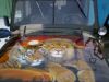 Картины маслом и аэрография на авто  для автомобилей под заказ