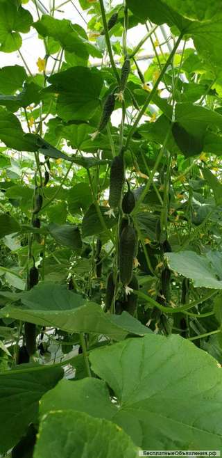 Строительство не дорогих про-ых теплиц