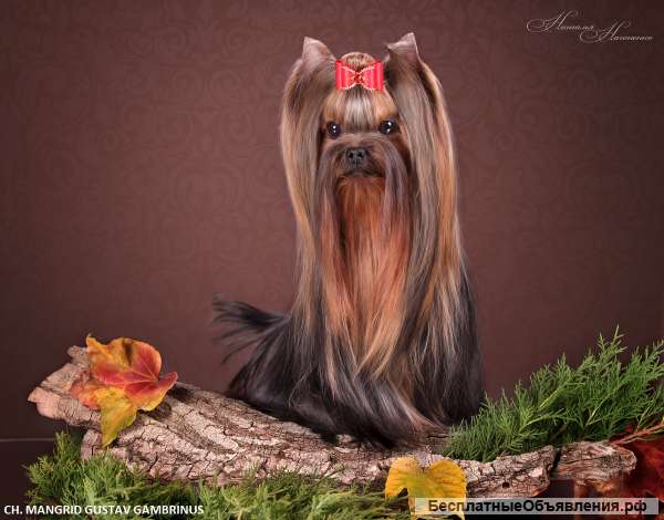 Йорк кобель для вязок Чемпион носик бэби-фейс