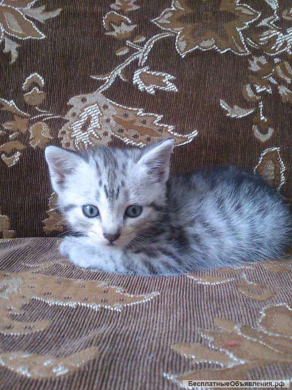 Отдам котят в хорошие руки