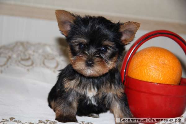 Йоркширский терьер-девочка Мини