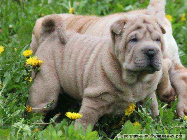 Щенки Шарпея