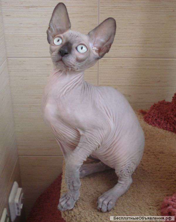 Котята канадского сфинкса.