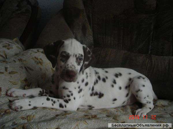 Щенки далматина с документами РКФ. доставка по России.