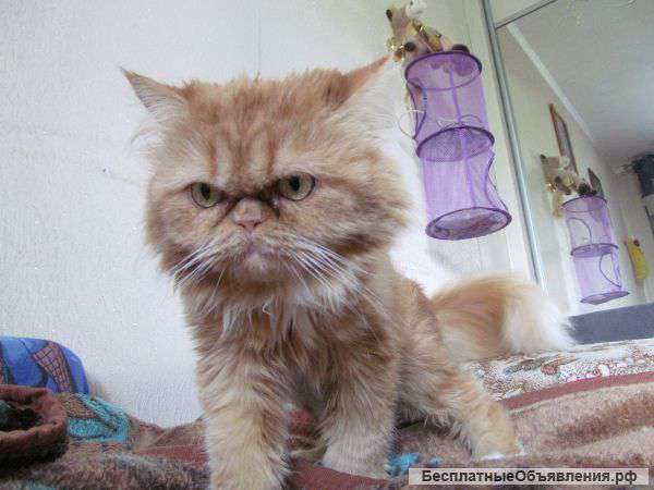 Отдам в хорошие руки персидскую кошку