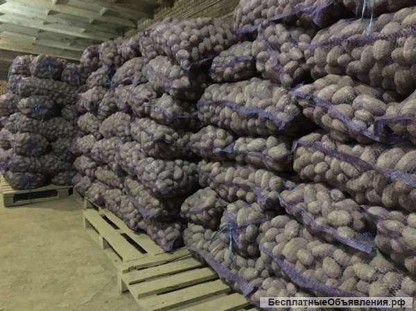 Картофель оптом от производителя 37 р/кг