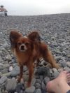 Пропал пёсик рыжий той терьер в районе Морпорта