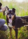 Трой ищет хозяев