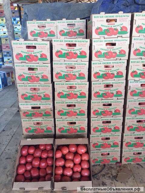 Помидор, Краснодар