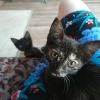 В дар очаровательного котенка-девочку