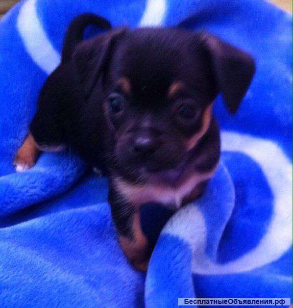 Почти даром