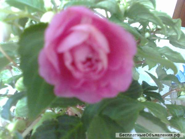 Бальзамин махровый