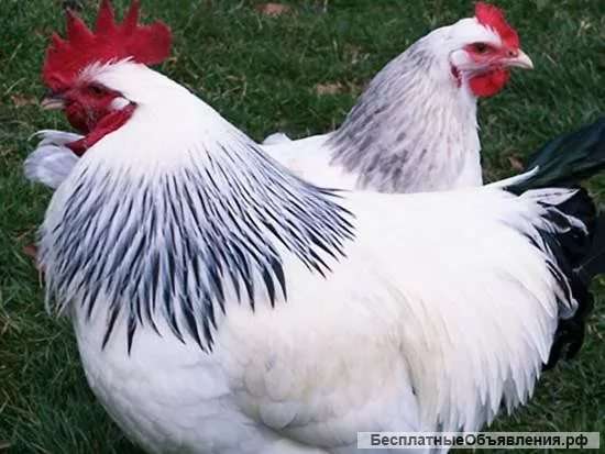 Цыплята кур Адлерская Серебристая, Кучинская Юбилейная