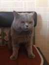 Отдам в добрые руки кота