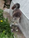 Ласковый котик в свой дом