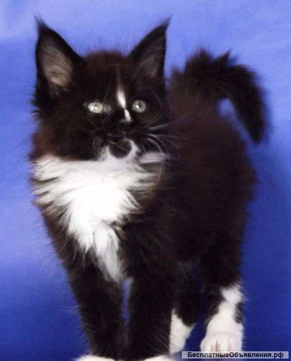 Котята породы мейн-кун