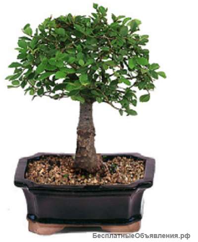 Бонсай Ильма d10см, h20см, age2,5 года