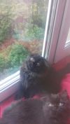 Скоттиш-фолд и скоттиш-страйт
