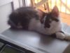 Котик Маркиз