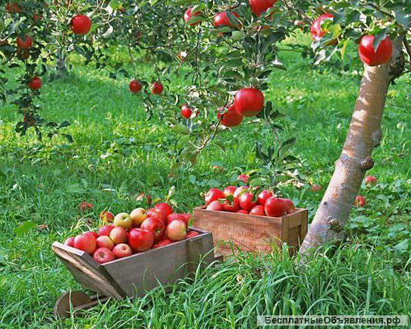Продам участок в Крыму