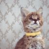Котята Сервала L'unicorne