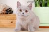 Британские котята для ценителей породы