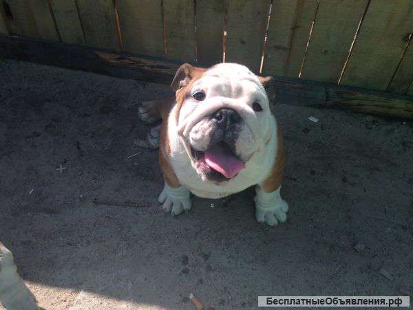 Щенки английского бульдога шоу-класса