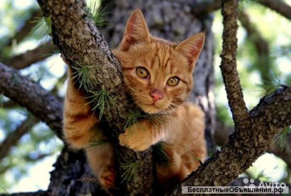 Снятия кошки с дерева