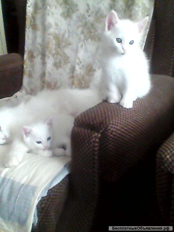 Отдадим в добрые руки