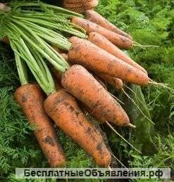 Морковь сорт кардоба