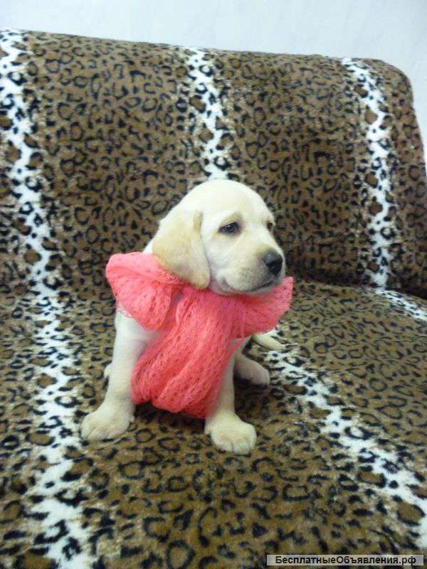 Лабрадор ретривер