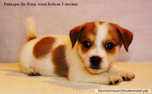 Щенки Шоу Класса Джек Рассел