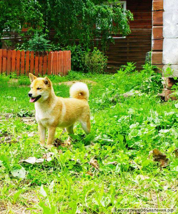 Сиба-Шиба ину