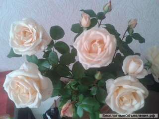 Изготовление, ремонт, реставрация