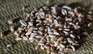 Очищенная пшеница для проращивания. Интернет-магазин "Природа".