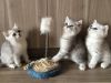 Чудесные шотландские котята от шиншилловых предков
