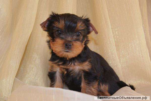 Эксклюзивные йоркширские терьеры