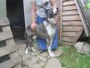 Щенок среднеазиатской овчарки