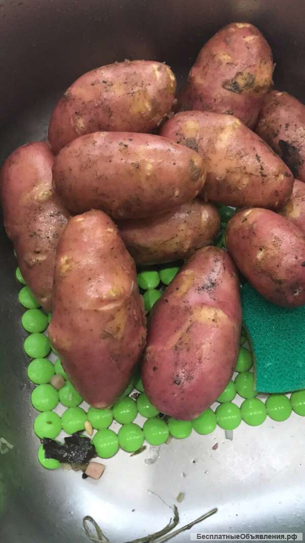 Картофель нового урожая