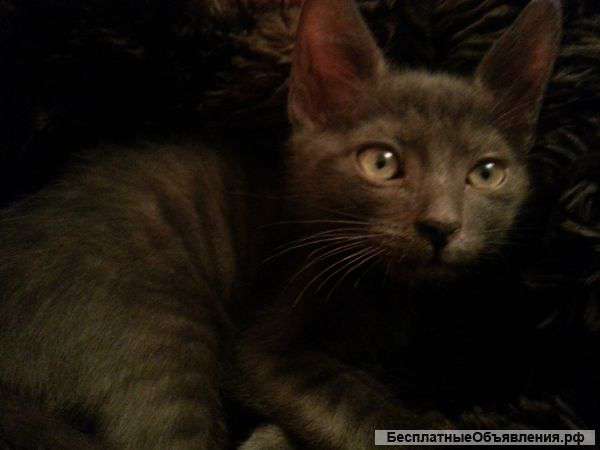 Отдам котеночка в хорошие руки