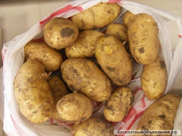 Картофель оптом 14 руб./кг от производителя в Ростовской области.