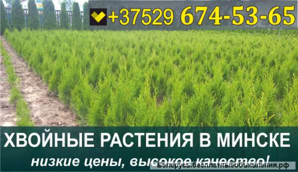 Растения хвойные в Минске. Низкие цены, большой выбор.