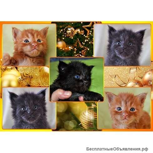 Очаровательная куно-малышня