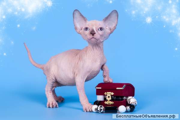 Сфинкс Эльф, Двэльф, бамбино-лучик весной