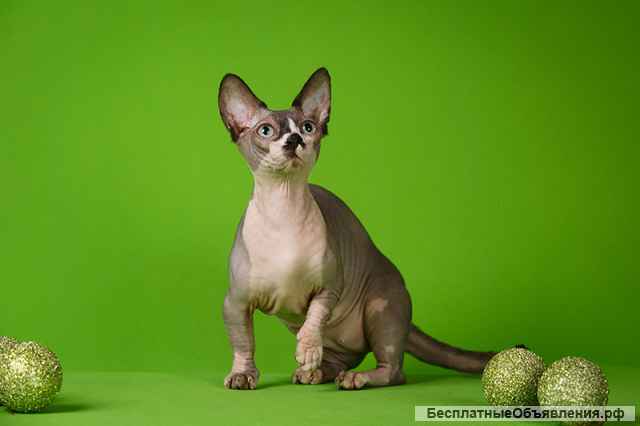 Сфинкс Эльф, Двэльф, бамбино-лучик весной