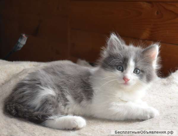 Отдам в добрые руки