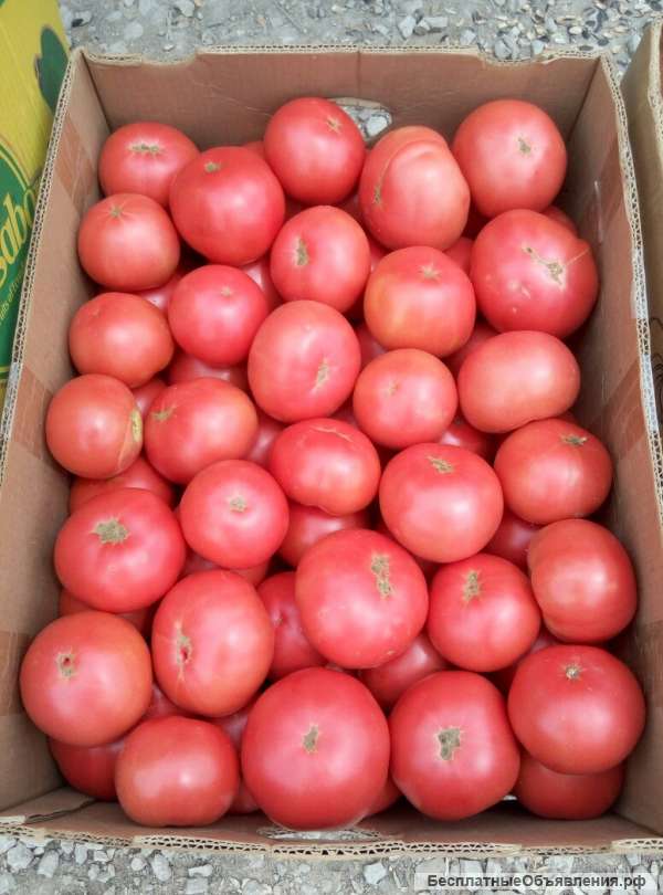 Легендарный крымский томат, помидор (розовый, красный)