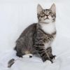 Котенок Гризли в добрые руки