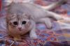 Шотландский котик