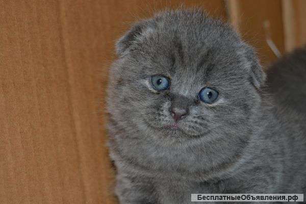 Красивые и очень ласковые шотландские котята